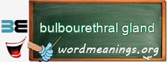 WordMeaning blackboard for bulbourethral gland